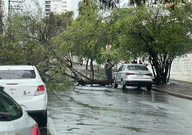 Temporal atinge município, derruba árvores e danifica estruturas em MT