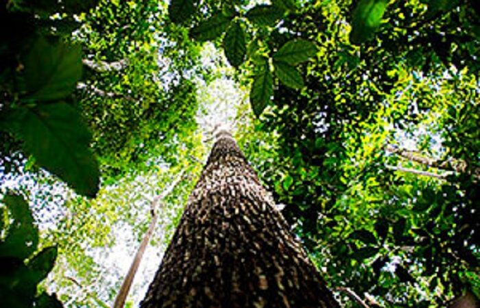 RISCO ADMINISTRATIVO: STJ admite indenização por dano ambiental mesmo sem prova do prejuízo