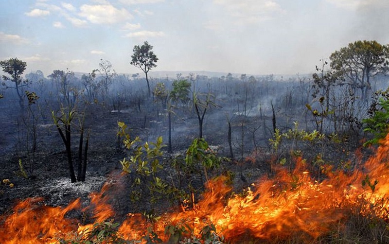 PAUTA VERDE: STF volta a julgar desmatamento e queimadas na Amazônia e no Pantanal