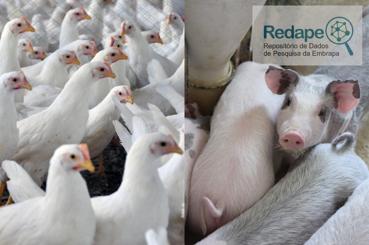 Custos de produção de frangos de corte e de suínos caem em março