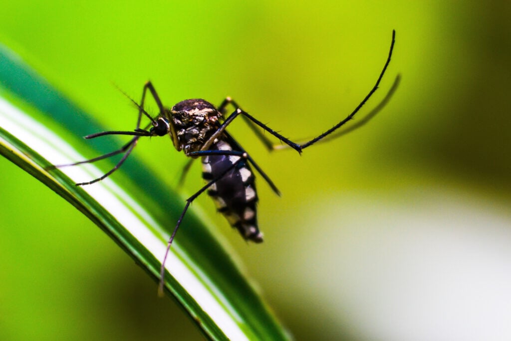 Mato Grosso em estado de alerta com epidemia da dengue, zika e chikungunya mais de 15 mil casos e 12 mortes confirmadas