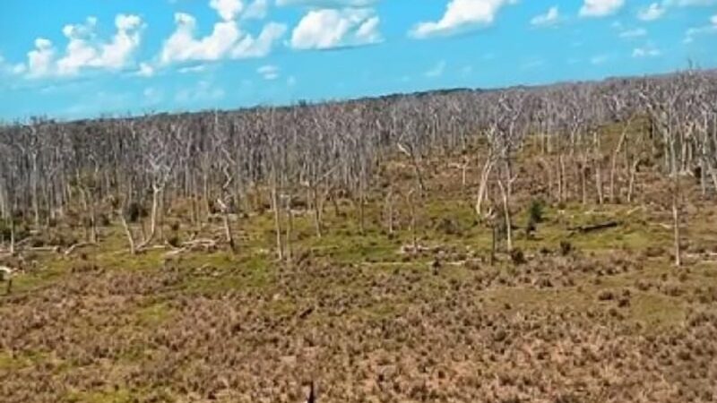 Área quimicamente desmatada no Pantanal: “um verdadeiro cemitério de árvores” diz deputado Wilson Santos ao sobrevoar local