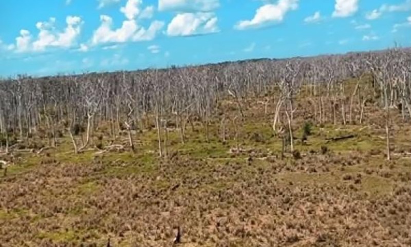 Área quimicamente desmatada no Pantanal: “um verdadeiro cemitério de árvores” diz deputado Wilson Santos ao sobrevoar local