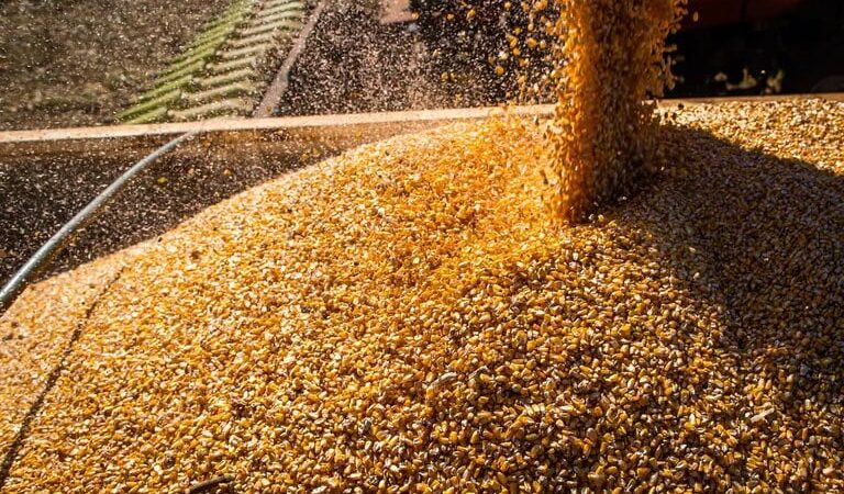 Safra de grãos 2023/2024: Conab estima produção de 294,1 milhões de toneladas