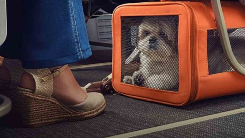 Vai viajar com seu pet? Conheça as regras e direitos sobre transporte de animais em avião