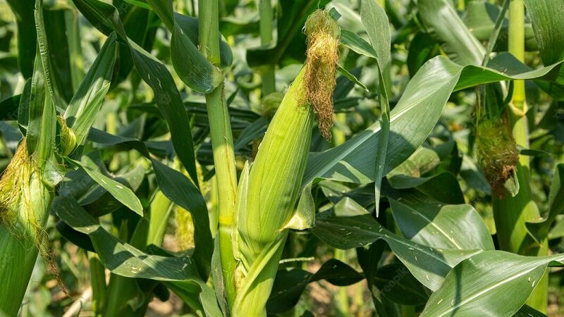 SEGUNDA SAFRA: IMEA espera chuvas consistentes para bom desenvolvimento das lavouras de milho em MT