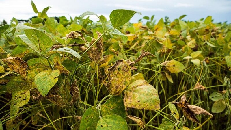 PERIODO DO VAZIO: Mudança no calendário de plantio da soja em Mato Grosso gera preocupação ambiental