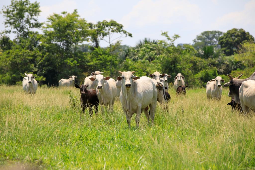 Exportação de carne bovina em abril de 2024, bate recorde histórico em Mato Grosso