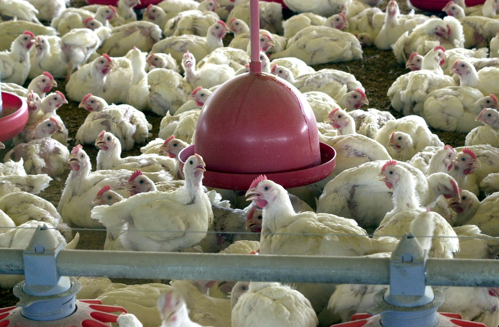 Preços dos produtos de origem avícola caem em maio