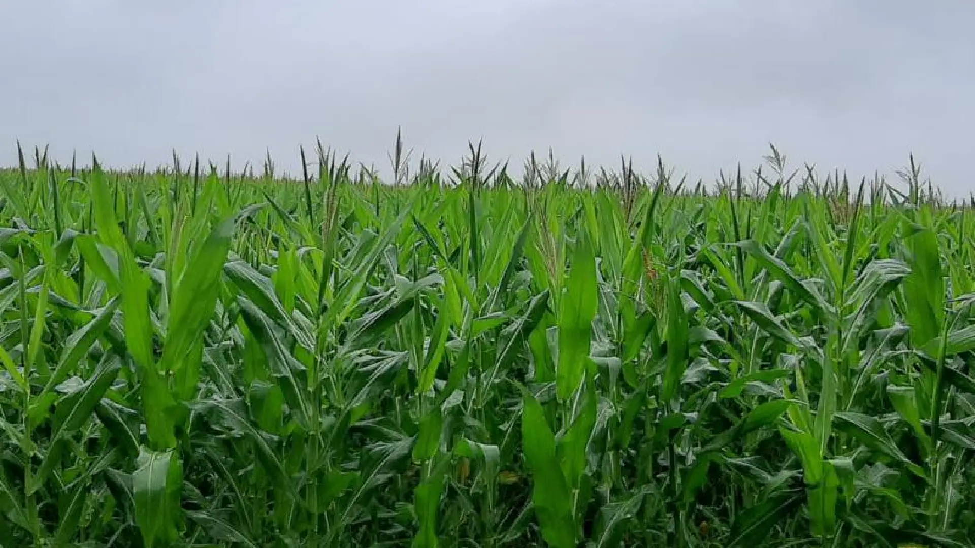 Associação aponta que falta de chuva fez lavoura do milho perder 14,2% de sua produtividade