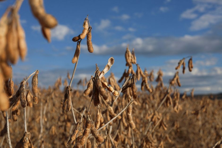 Efeitos climáticos tiraram força do agro no 1º trimestre, diz IBGE