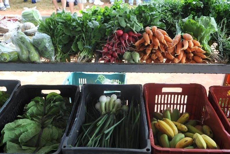 Nova lei pretende estimular a produção de alimentos nas cidades