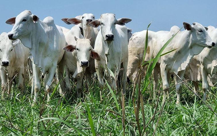 Boi gordo começa a segunda-feira (3) com redução no preço; arroba custa R$ 310,95