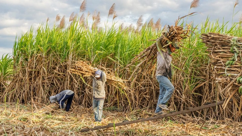 Safra de cana 2025/26 tem desafios climáticos e chances para aumento de produtividade