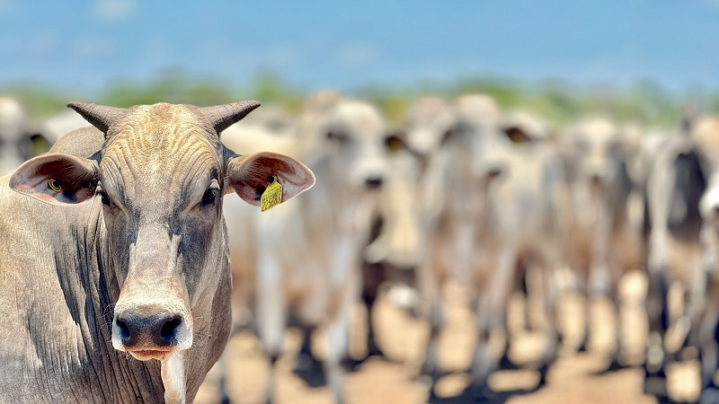 Segundo IBGE, Mato Grosso registrou aumento de 18,2% no abate de bovinos e mantém crescimento no setor pecuário nacional