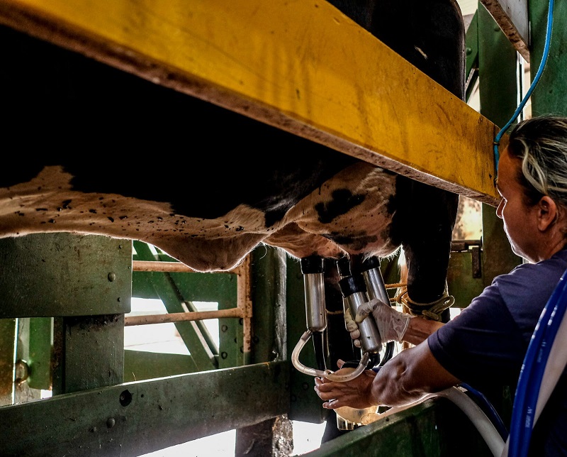 EM 33 MUNICÍPIOS: Programa do Governo de MT para melhoramento genético do rebanho leiteiro alcança mais de dois mil produtores