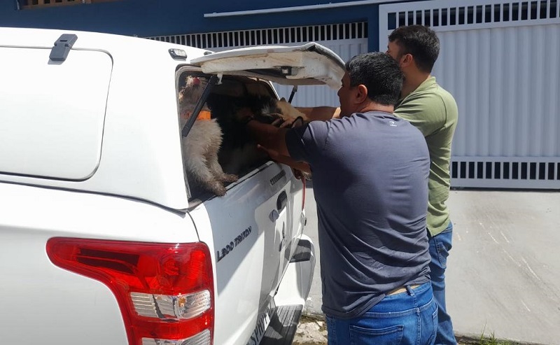 Supostos furtos de cães que foram resgatados por uma ONG são esclarecidos pela PJC