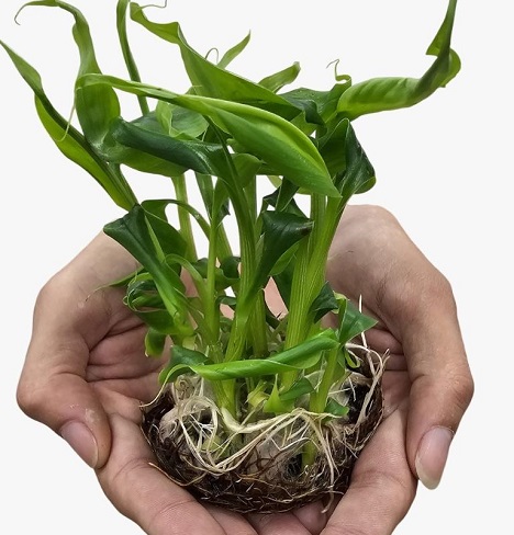 Pesquisa desenvolve mudas de bananeiras com tecnologia in vitro para beneficiar pequenos produtores em MT