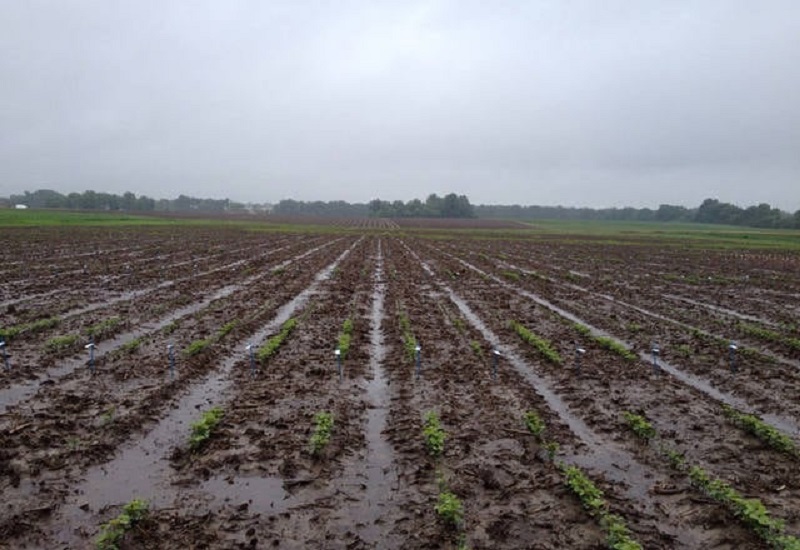 PREJUÍZO MILIONÁRIO : Prorrogação de dívida rural é direito do devedor, diz juíza