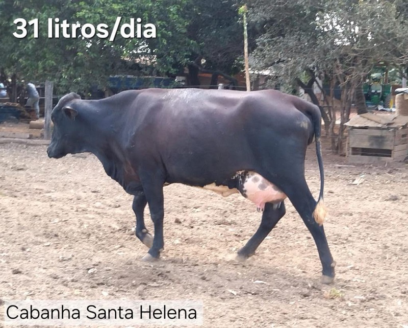 TECNOLOGIA NO CAMPO - Melhoramento Genético impulsiona produção de leite em propriedades da agricultura familiar em MT