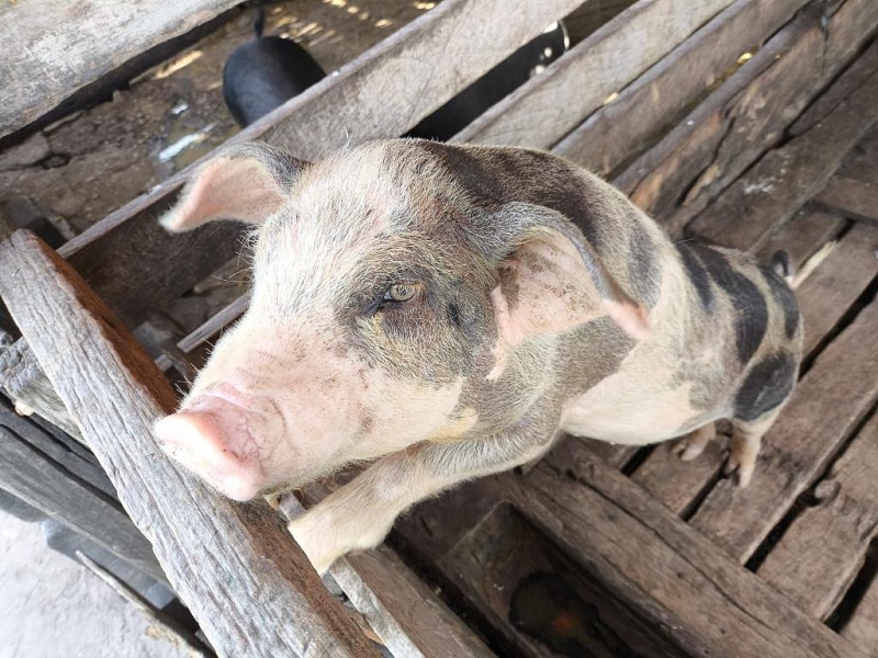 Indea conclui 4º Ciclo do Plano Integrado de Vigilância em Doenças dos Suínos e atesta que MT segue livre de peste suína clássica