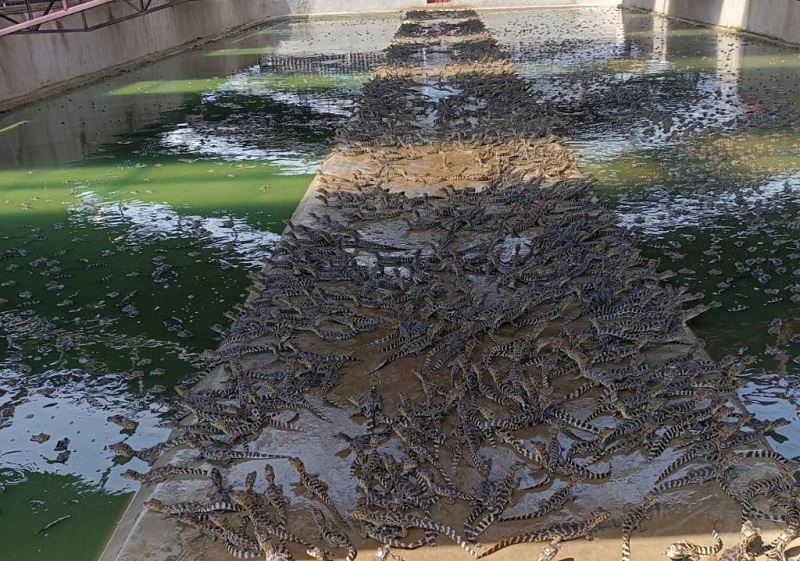 Pesquisa da UFMT explora benefícios do óleo de jacaré-do-pantanal para tratar feridas, acne e até depressão