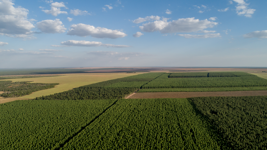 MP quer entender aumento no uso de madeira de desmate em MT