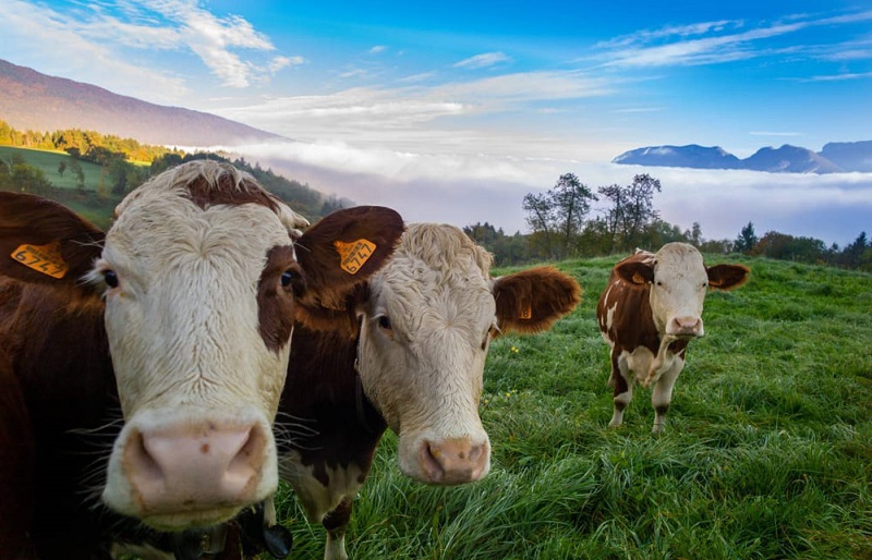 Boi gordo hoje: confira as cotações para esta quinta-feira (20)