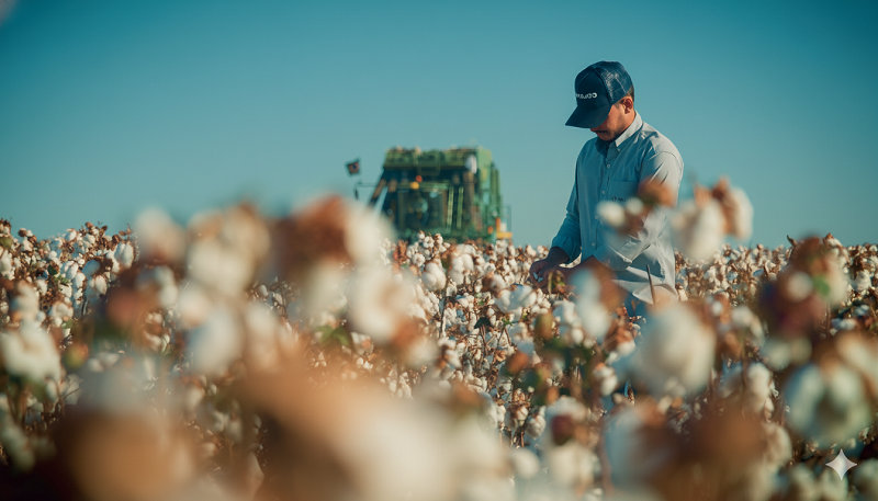 Registro de novas variedades de algodão dispara; MT é líder da produção nacional