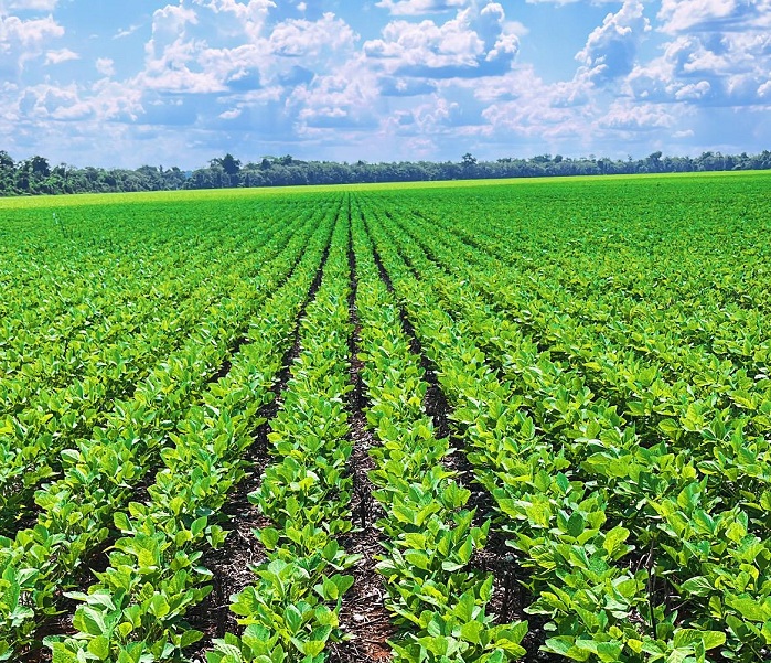Semeando sustentabilidade: produtores rurais de Mato Grosso tem reconhecimento internacional com soja certificada