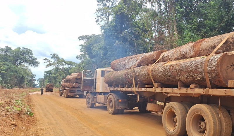 4ª Companhia da Polícia Militar apreende mais de 100m³ de madeira ilegal em Mato Grosso