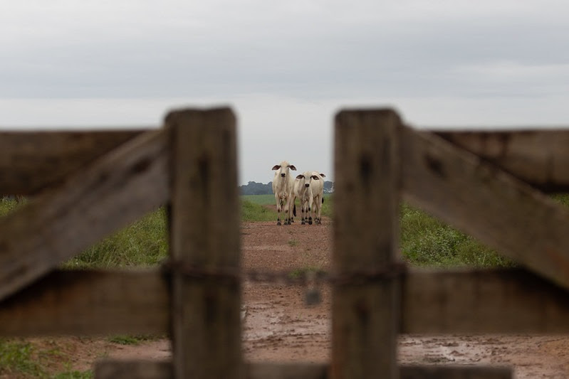 Gestão de caixa e isenção de IR levam produtor de MT ao mercado financeiro