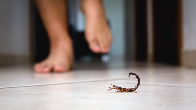 CUIDADO – Mato Grosso registra 3.860 acidentes com animais peçonhentos; SES alerta população