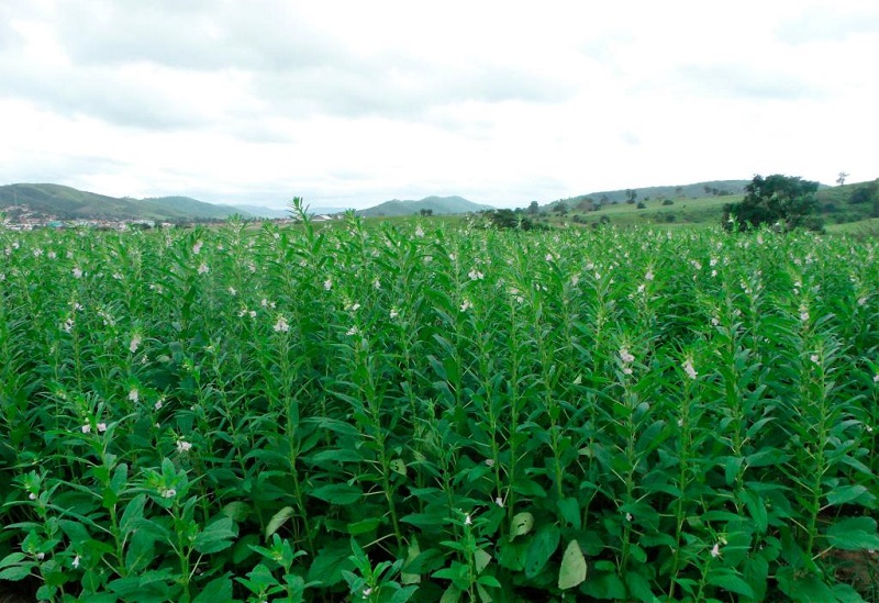 Gergelim ganha espaço e se consolida como segunda opção de safra em Mato Grosso