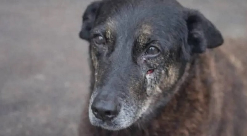 'Pequei', diz mulher que contou mentira sobre espancamento do cão Orelha