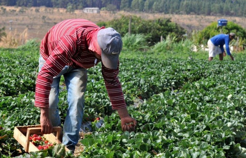 Plano Safra 2025/2026: crédito rural empresarial cresce 6% e soma R$ 316,57 bilhões