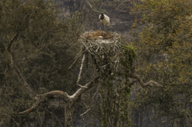 MARCAÇÃO CERRADA: STF determina novas medidas para cumprimento de decisão sobre proteção ambiental