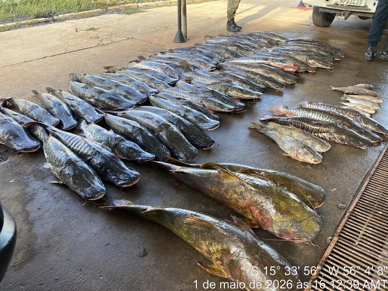 Polícia Militar apreende 465 quilos de pescado ilegal e prende homem em Várzea Grande