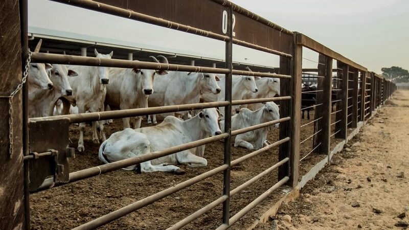 Mato Grosso registra maior crescimento do país no abate de bovinos no 1º trimestre de 2026