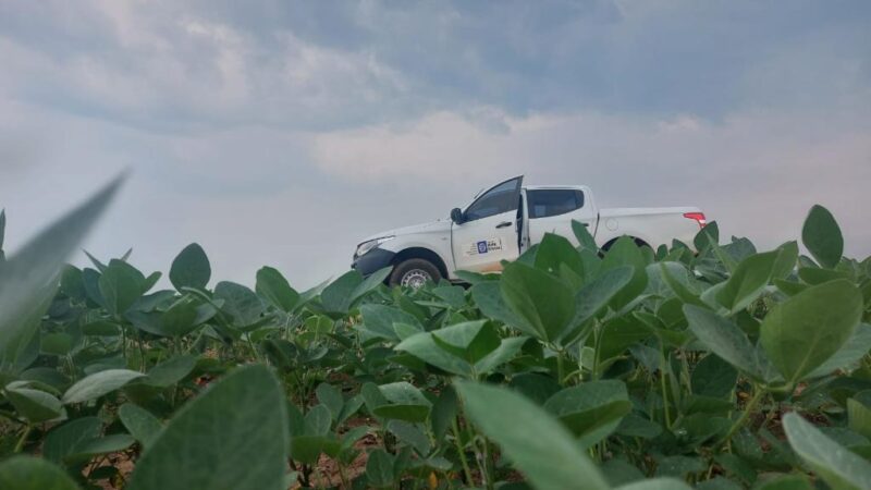 PRODUTIVIDADE: milho, algodão e sorgo mantêm o ritmo das fazendas durante vazio sanitário da soja