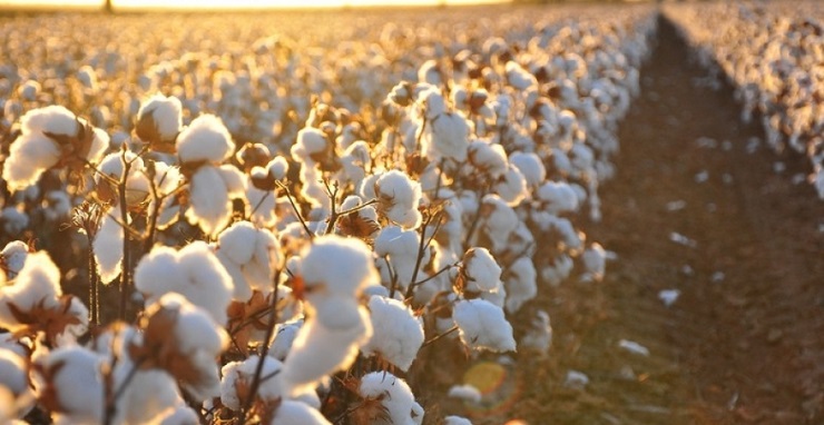 AGRONEGÓCIO – Colheita do algodão avança em Mato Grosso com alta produtividade e clima favorável