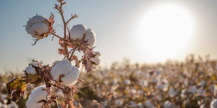 Colheita do algodão começa em Mato Grosso com expectativa de alta produtividade