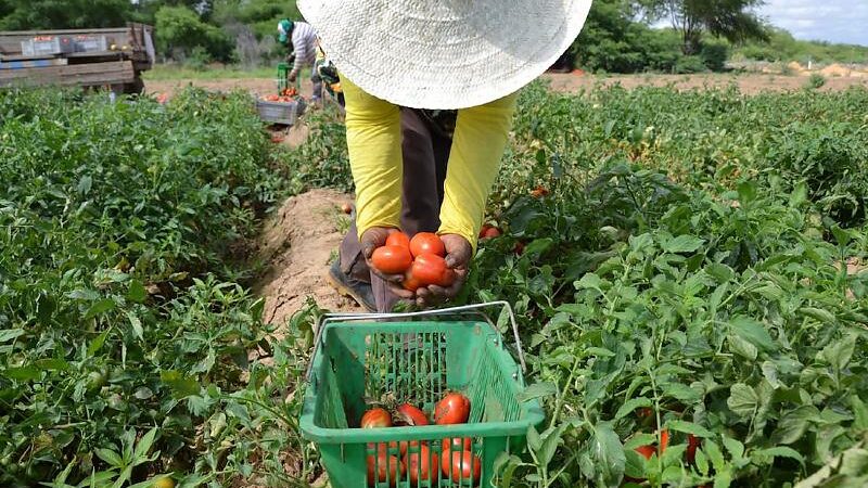Prefeituras têm até 10 de agosto para ajustar dados do Índice Municipal de Agricultura Familiar