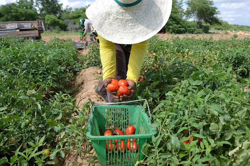 Prefeituras têm até 10 de agosto para ajustar dados do Índice Municipal de Agricultura Familiar