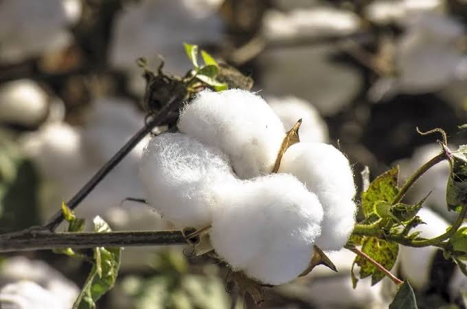 Mato Grosso chega a 69,52% da colheita do algodão com produtividade recorde