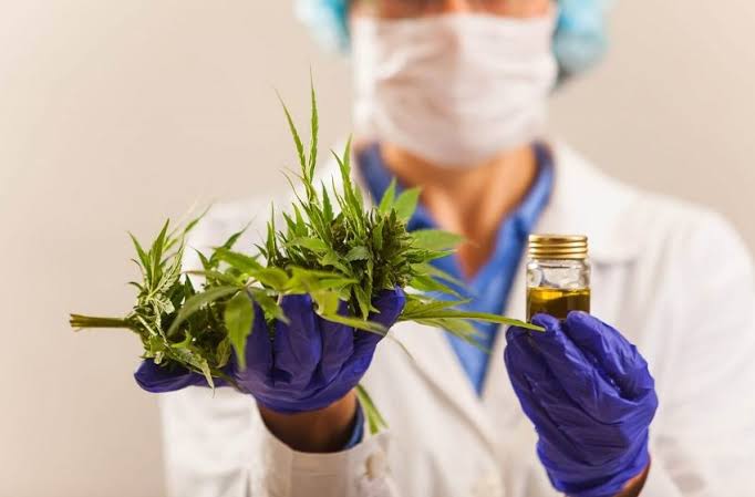 Os precedentes cíveis e penais do STJ sobre o uso medicinal da cannabis