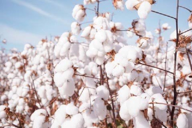 Mato Grosso inicia transição entre safras com avanço do plantio da soja e beneficiamento do algodão