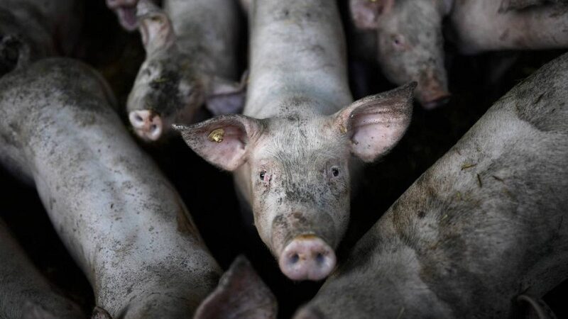 A crise dos antibióticos expõe uma discussão que o Brasil evita: as condições de vida dos animais que sustentam sua indústria de proteína