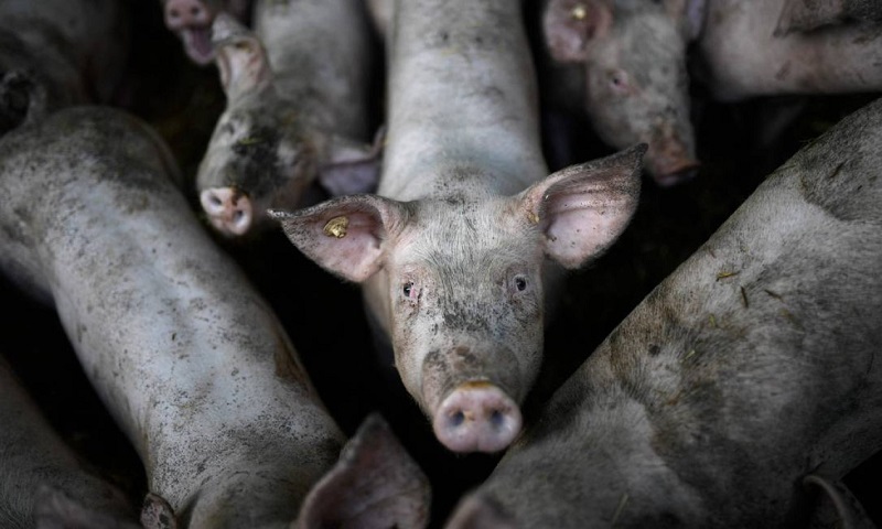 A crise dos antibióticos expõe uma discussão que o Brasil evita: as condições de vida dos animais que sustentam sua indústria de proteína