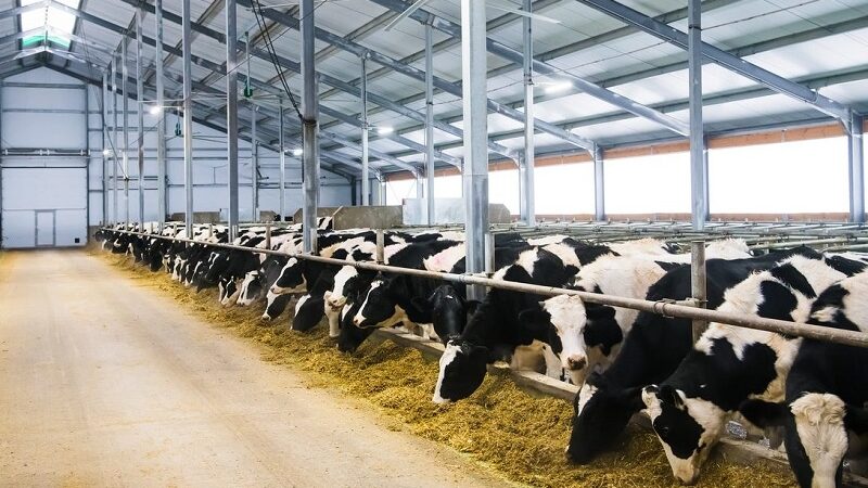 Chamada pública seleciona organizações produtivas da agricultura familiar de 61 municípios de MT